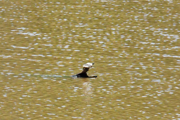 A Turtle in Lake Haigler